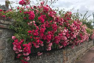 沃勒莱罗斯 (Les Veules-les-Roses):玫瑰之岸 的缩略图